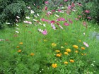Полевые цветы серии «Мечта о цвете теней» (10 видов), декоративные, карликовые, для затененных участков - фото 11665