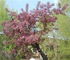 Яблоня Недзвецкого, морозостойкая, декоративная - фото 11685