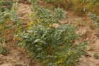 Черный нут (турецкий горох), холодоустойчивый, съедобный, лекарственный, высокоурожайный, засухоустойчивый, диетический, кормовой - фото 11689