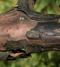 Головчатотисс Харингтона (виноградная ель), морозостойкий, декоративное дерево, лекарственный - фото 11740