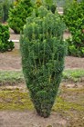 Головчатотисс Харингтона (виноградная ель), морозостойкий, декоративное дерево, лекарственный - фото 11744
