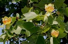 Лириодендрон тюльпановый, морозостойкий, декоративное дерево, медонос - фото 11751