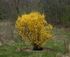 Химонант (зимноцвет) ранний желтый, декоративный кустарник, медонос - фото 11755