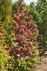 Боярышник махровый, розовый, морозостойкий, съедобный, декоративный, лекарственный, живая изгородь, медонос - фото 11760