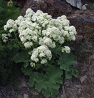 Катран, многолетний, морозостойкий, съедобный корень, лекарственный, декоративный, высокоурожайный, неприхотливый - фото 11775