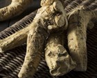 Катран, многолетний, морозостойкий, съедобный корень, лекарственный, декоративный, высокоурожайный, неприхотливый - фото 11776