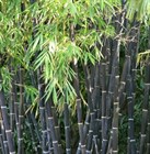 Бамбук черный, морозостойкий, декоративный, быстрорастущий, ценная древесина - фото 11786