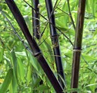 Бамбук черный, морозостойкий, декоративный, быстрорастущий, ценная древесина - фото 11787