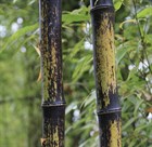 Бамбук черный, морозостойкий, декоративный, быстрорастущий, ценная древесина - фото 11789