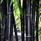 Бамбук черный, морозостойкий, декоративный, быстрорастущий, ценная древесина - фото 11791