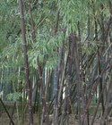 Бамбук черный, морозостойкий, декоративный, быстрорастущий, ценная древесина - фото 11792