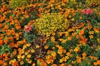 Полевые цветы серии «Городской колорит» (10 видов), декоративные, различные оттенки, продолжительное цветение - фото 11877