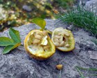 Понцирус трёхлисточковый (колючий лимон), морозостойкий, съедобный, лекарственный, лучший подвой для цитрусовых, декоративный, эфиромасличный, живая изгородь, медонос - фото 11950