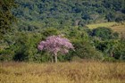 Сейба великолепная, декоративная, ценная древесина, съедобное масло, кормовая, лекарственная 3853 - фото 12182