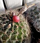 Кактус Thelocactus setispinus, декоративный, комнатный, цветущий, карликовый, съедобные плоды 3866 - фото 12274