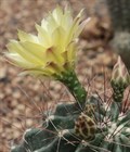 Кактус Thelocactus setispinus, декоративный, комнатный, цветущий, карликовый, съедобные плоды 3866 - фото 12275