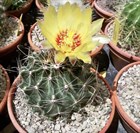 Кактус Thelocactus setispinus, декоративный, комнатный, цветущий, карликовый, съедобные плоды 3866 - фото 12276