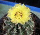 Кактус Thelocactus setispinus, декоративный, комнатный, цветущий, карликовый, съедобные плоды 3866 - фото 12277