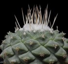 Кактус Strombocactus disciformis, комнатный, съедобный, редкий, многолетний, миниатюрный, цветущий 3867 - фото 12280