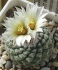 Кактус Strombocactus disciformis, комнатный, съедобный, редкий, многолетний, миниатюрный, цветущий 3867 - фото 12281