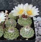 Кактус Strombocactus disciformis, комнатный, съедобный, редкий, многолетний, миниатюрный, цветущий 3867 - фото 12282