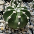 Кактус Echinopsis subdenudata без иголок, миниатюрный, цветущий, комнатный 3868 - фото 12283