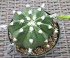 Кактус Echinopsis subdenudata без иголок, миниатюрный, цветущий, комнатный 3868 - фото 12285