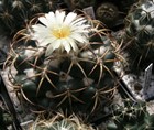 Кактус Корифанта Андре (Coryphantha andreae), комнатный, цветущий, карликовый 3869 - фото 12286