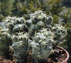 Кактус Корифанта Андре (Coryphantha andreae), комнатный, цветущий, карликовый 3869 - фото 12287