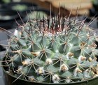 Кактус Mammillaria меланоцентра, комнатный, непрерывное плодоношение, карликовый 3870 - фото 12293