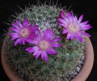 Кактус Mammillaria меланоцентра, комнатный, непрерывное плодоношение, карликовый 3870 - фото 12294