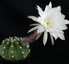 Кактус Echinopsis eyriesii, комнатный, цветущий, карликовый, декоративный 3871 - фото 12295