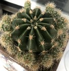 Кактус Echinopsis eyriesii, комнатный, цветущий, карликовый, декоративный 3871 - фото 12297