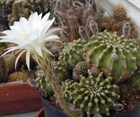 Кактус Echinopsis eyriesii, комнатный, цветущий, карликовый, декоративный 3871 - фото 12298