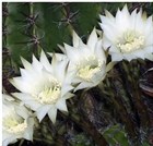 Кактус Echinopsis eyriesii, комнатный, цветущий, карликовый, декоративный 3871 - фото 12299