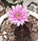 Кактус Gymnocalycium mihalovichii var. Friendrichii, цветущий, комнатный, карликовый, неприхотливый, декоративный 3872 - фото 12300