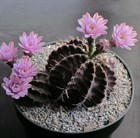 Кактус Gymnocalycium mihalovichii var. Friendrichii, цветущий, комнатный, карликовый, неприхотливый, декоративный 3872 - фото 12301