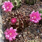 Кактус Gymnocalycium mihalovichii var. Friendrichii, цветущий, комнатный, карликовый, неприхотливый, декоративный 3872 - фото 12302