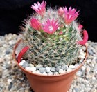 Кактус Mammillaria меланоцентра, комнатный, непрерывное плодоношение, карликовый 3870 - фото 12303