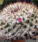 Кактус Mammillaria меланоцентра, комнатный, непрерывное плодоношение, карликовый 3870 - фото 12304