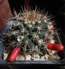 Кактус Mammillaria меланоцентра, комнатный, непрерывное плодоношение, карликовый 3870 - фото 12305