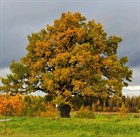 Дуб черешчатый (обыкновенный), морозостойкий, съедобный, лекарственный, декоративный, кормовой, медонос, ценная древесина, долгожитель 1828 - фото 12371