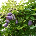 Акебия, морозостойкая, съедобная, декоративная лиана, комнатная, вкусно пахнет 3908 - фото 12596