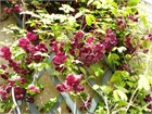 Акебия, морозостойкая, съедобная, декоративная лиана, комнатная, вкусно пахнет 3908 - фото 12598