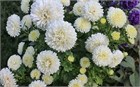 Хризантема белая, махровая, многолетняя, морозостойкая, декоративная 3966 - фото 13344