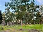 Эвкалипт Грандис (Eucalyptus grandis), быстрорастущий, вечнозелёный, декоративный 3969 - фото 13354