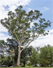 Эвкалипт Грандис (Eucalyptus grandis), быстрорастущий, вечнозелёный, декоративный 3969 - фото 13355