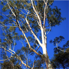 Эвкалипт Грандис (Eucalyptus grandis), быстрорастущий, вечнозелёный, декоративный 3969 - фото 13356