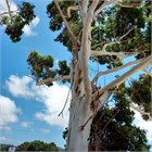Эвкалипт Грандис (Eucalyptus grandis), быстрорастущий, вечнозелёный, декоративный 3969 - фото 13357