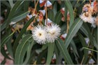 Эвкалипт Грандис (Eucalyptus grandis), быстрорастущий, вечнозелёный, декоративный 3969 - фото 13358